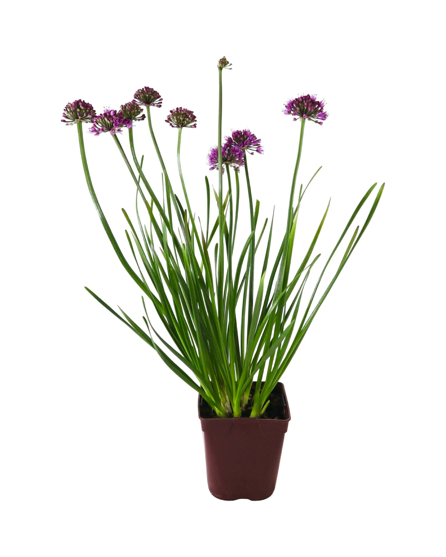 Allium 'Windy City' - Perennials
