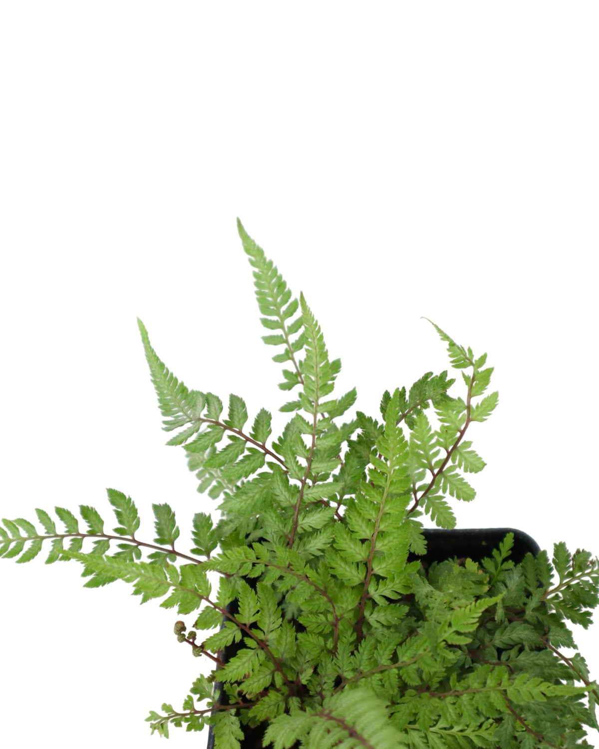 Athyrium niponicum pictum 'Pearly White' - Perennials