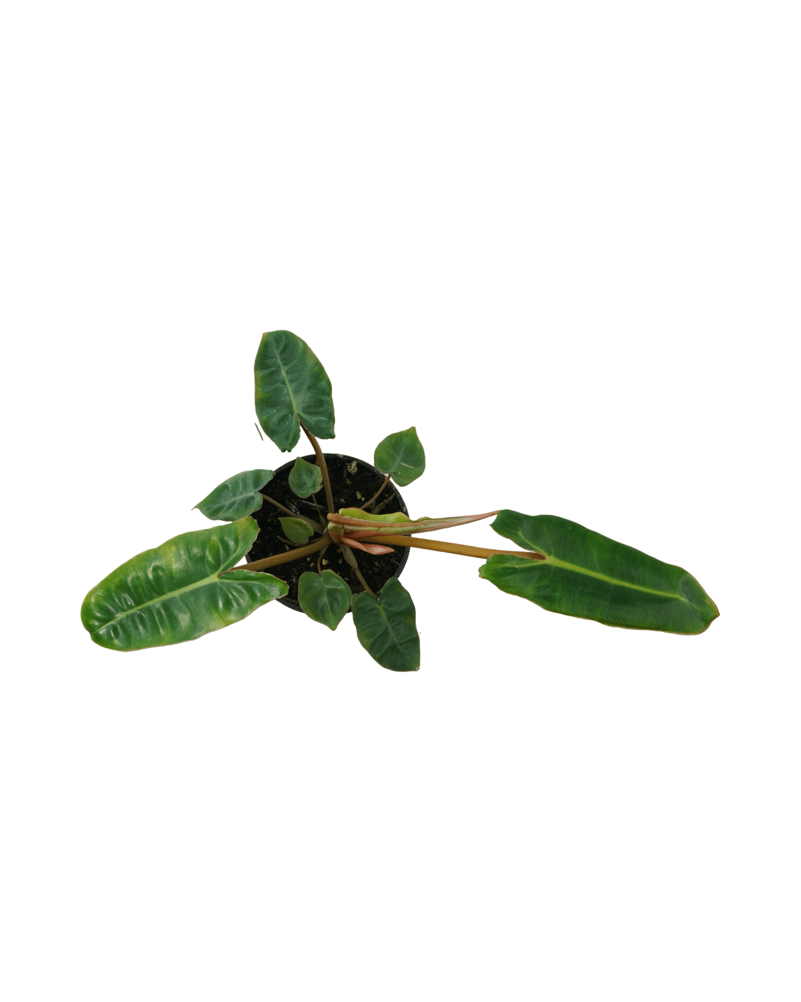 Philodendron billietiae - The Garden Corner