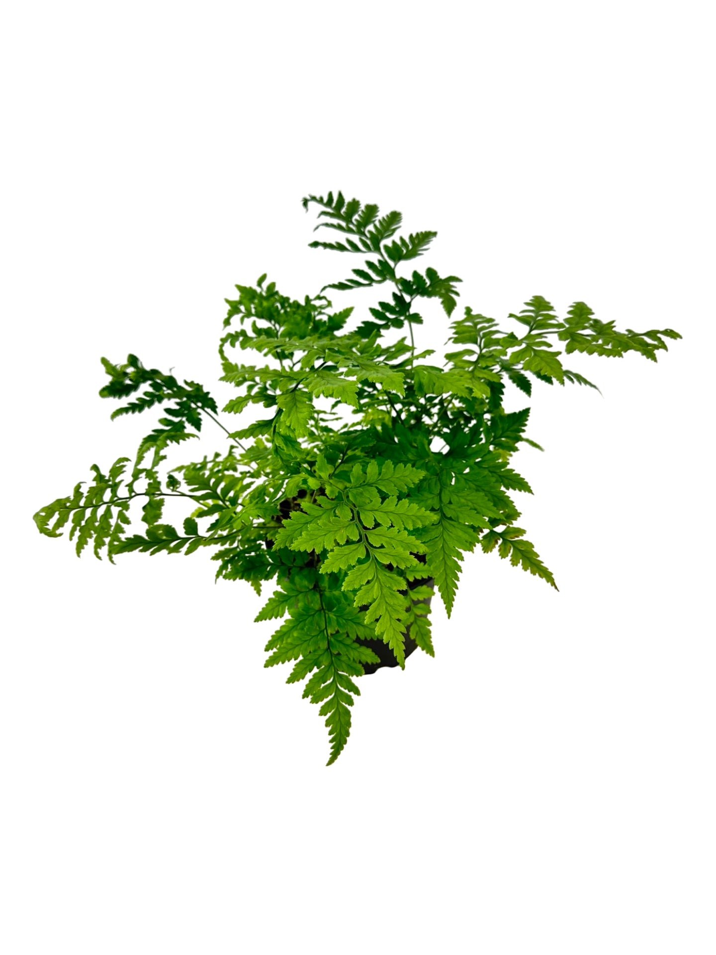 Rumohra adiantiformis - House Plants
