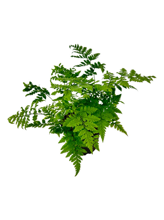 Rumohra adiantiformis - House Plants