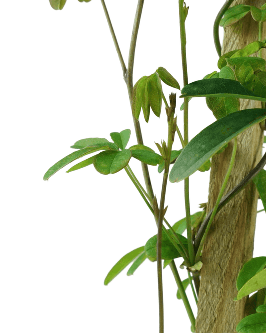 Akebia quinata - The Garden Corner