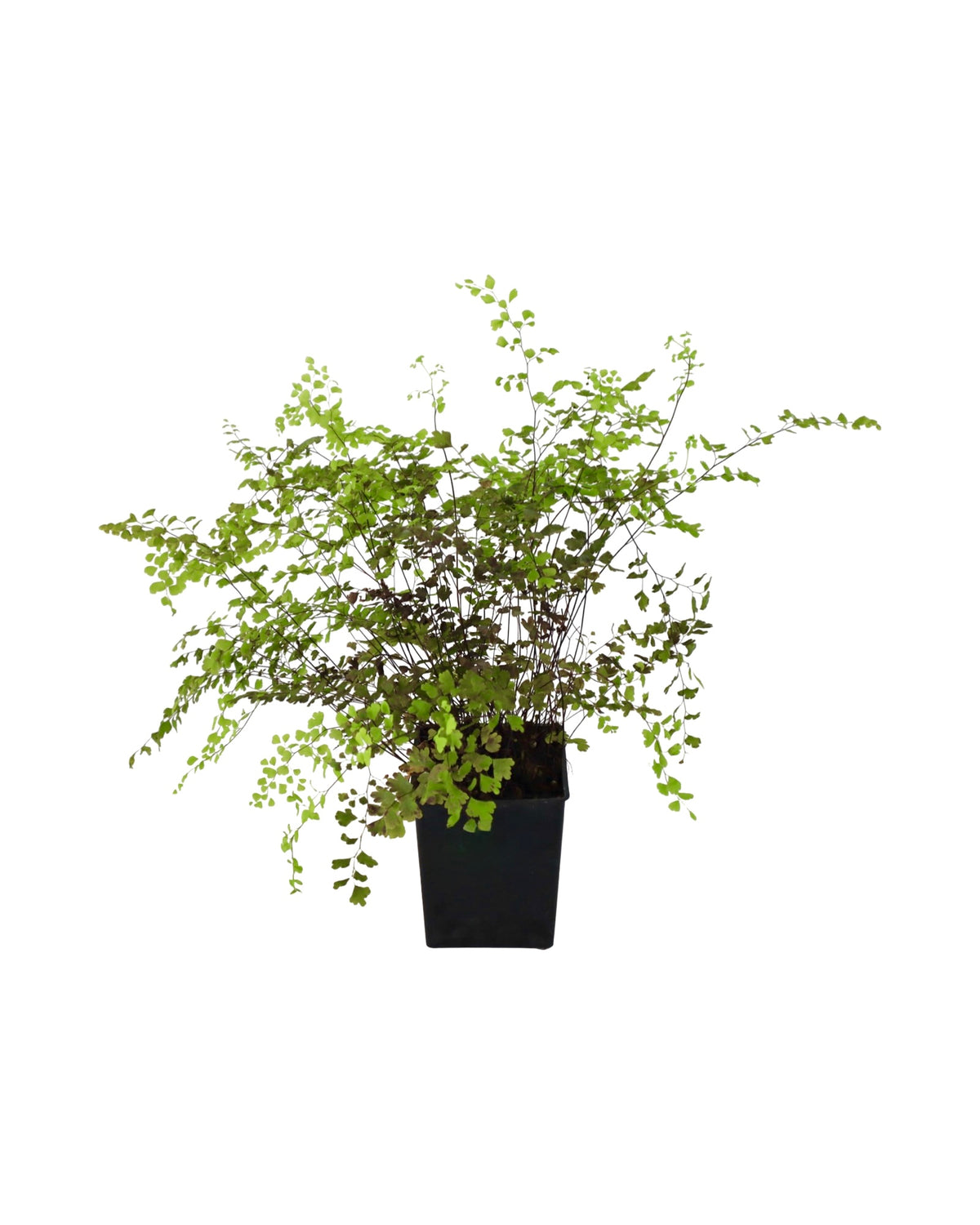 Adiantum x mairisii - Perennials