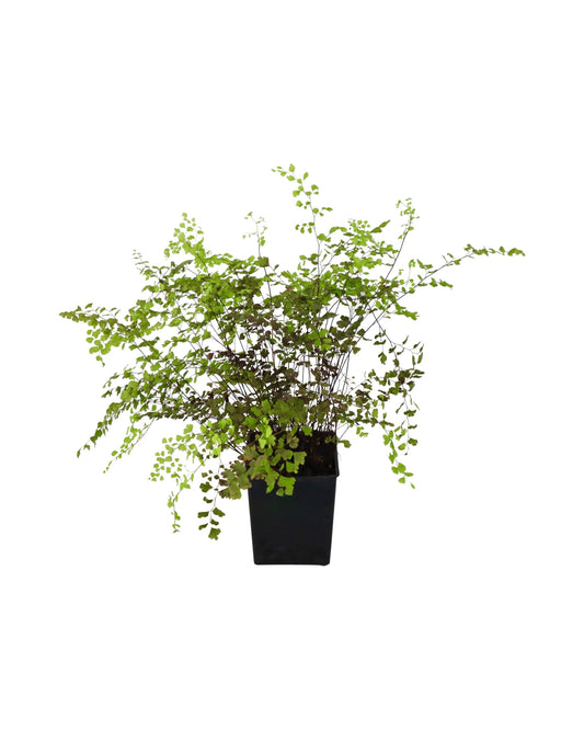 Adiantum x mairisii - Perennials