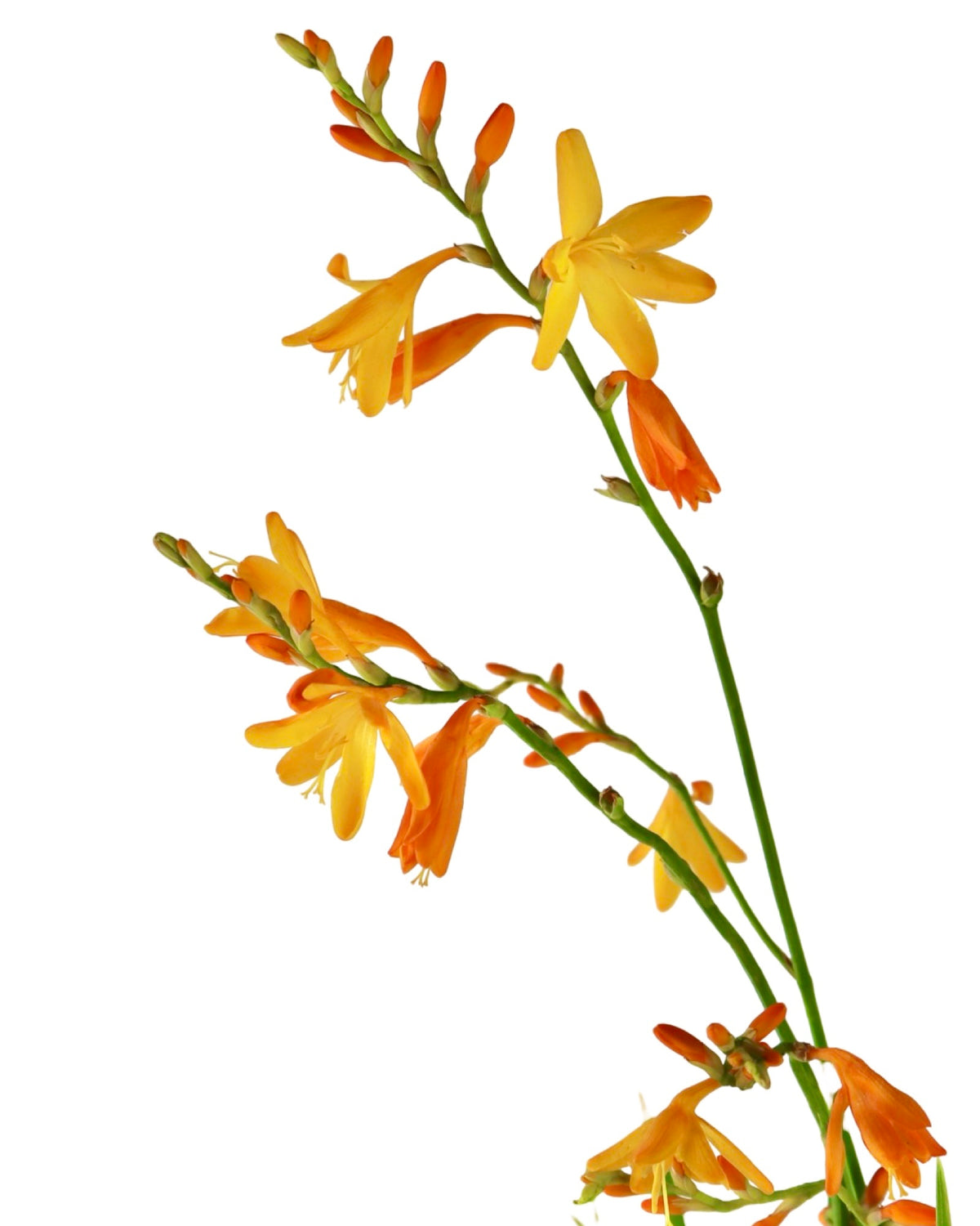 Crocosmia x crocosmiiflora 'George Davison' - Perennials
