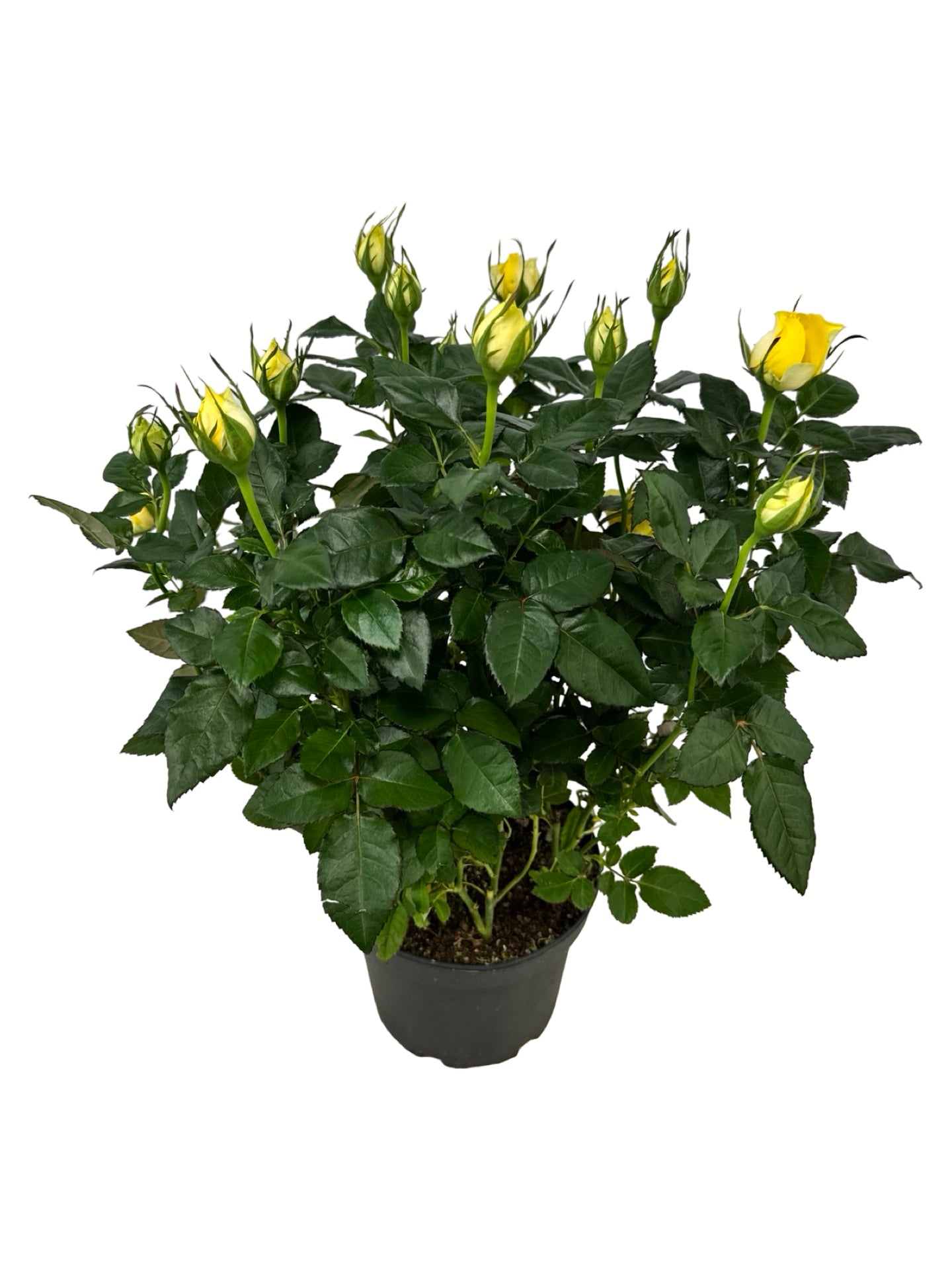 Rosa assorted 'Mini' - House Plants