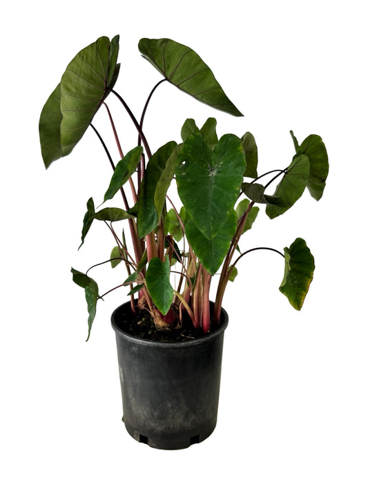 Colocasia Royal Hawaiian® 'Hawaiian Punch' - Perennials