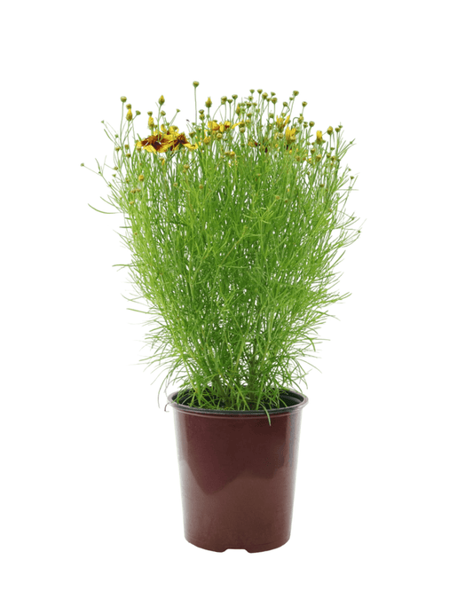 Coreopsis 'Firefly' - The Garden Corner