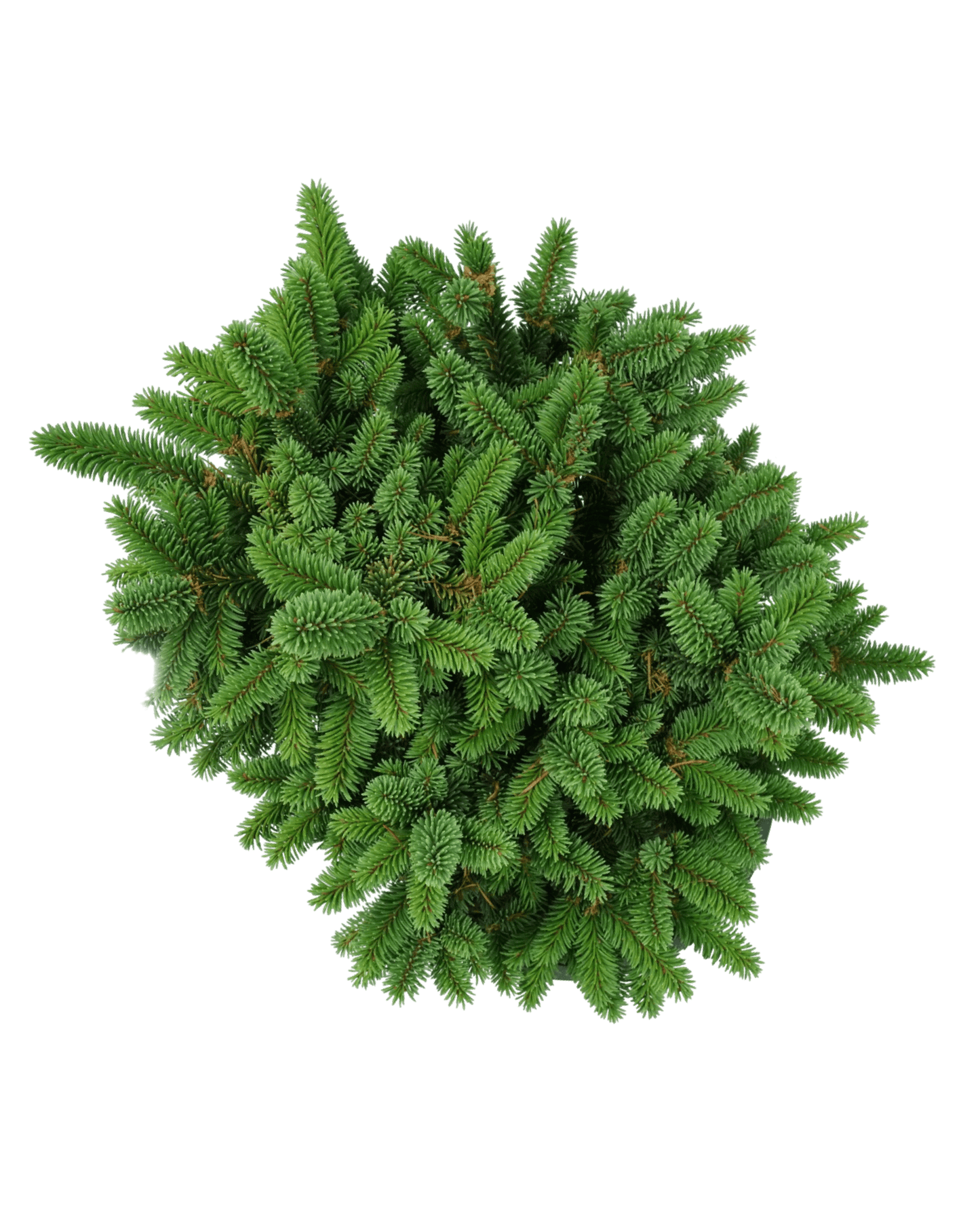 Picea abies 'Motala' - The Garden Corner