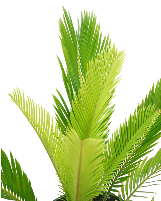 Cycas revoluta  1 Gallon