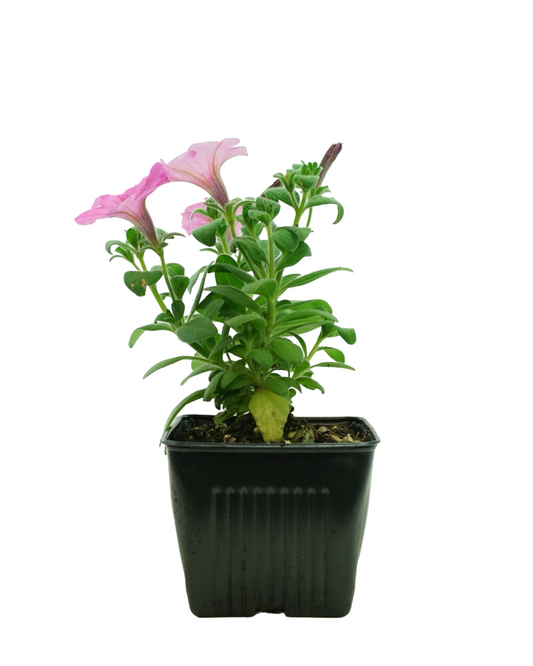 Petunia 'DuraBloom® Royal Pink'