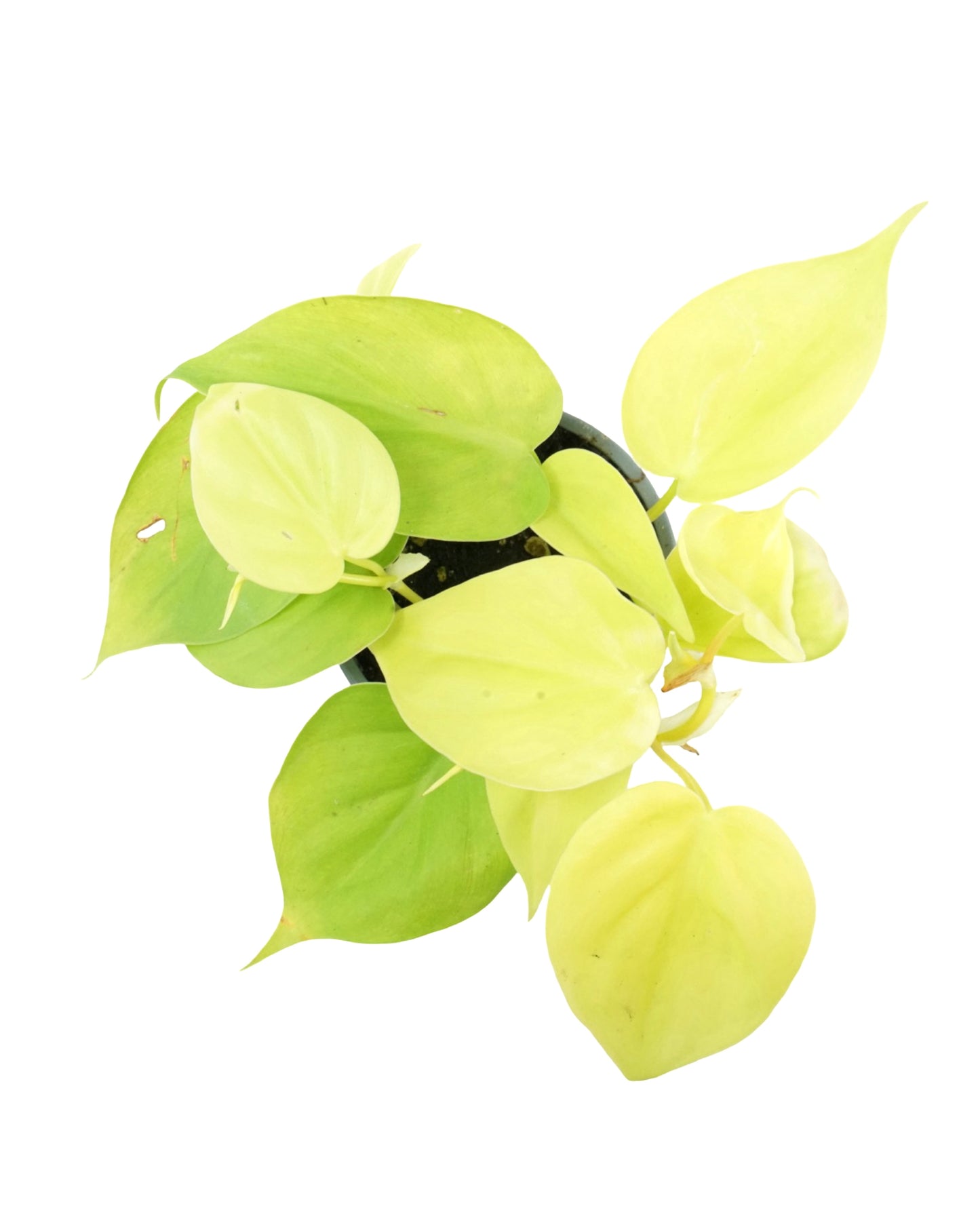 Philodendron cordatum 'Gold Heartleaf'