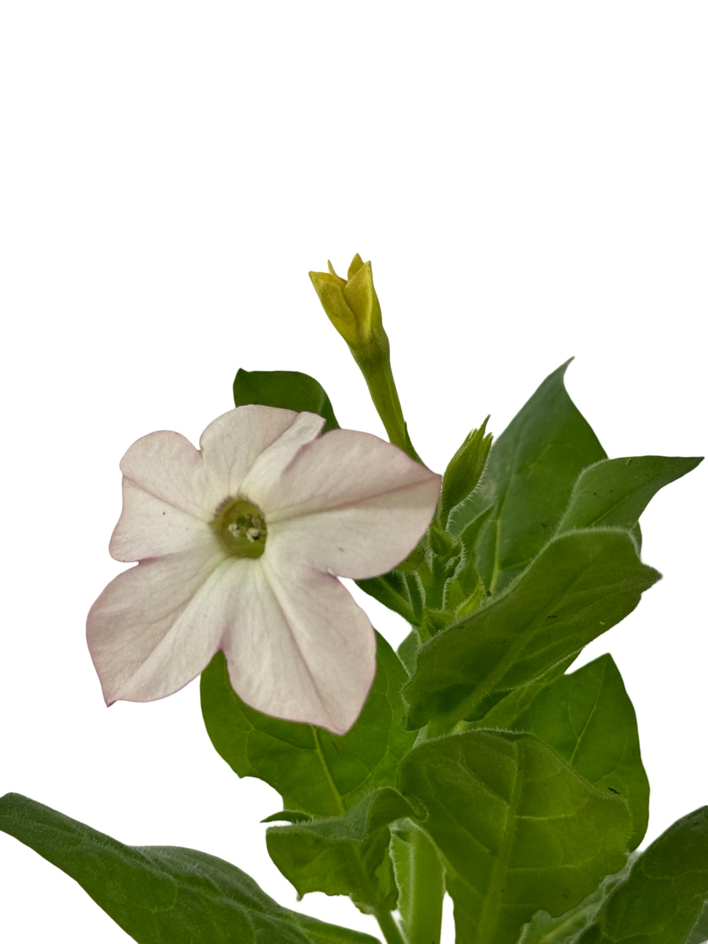 Nicotiana 'Saratoga Mix' - Annuals