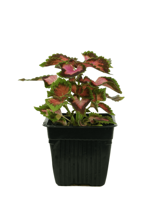 Coleus 'Fifth Avenue' - The Garden Corner