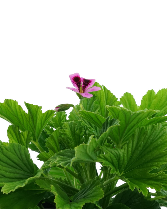 Pelargonium 'Orange Fizz'