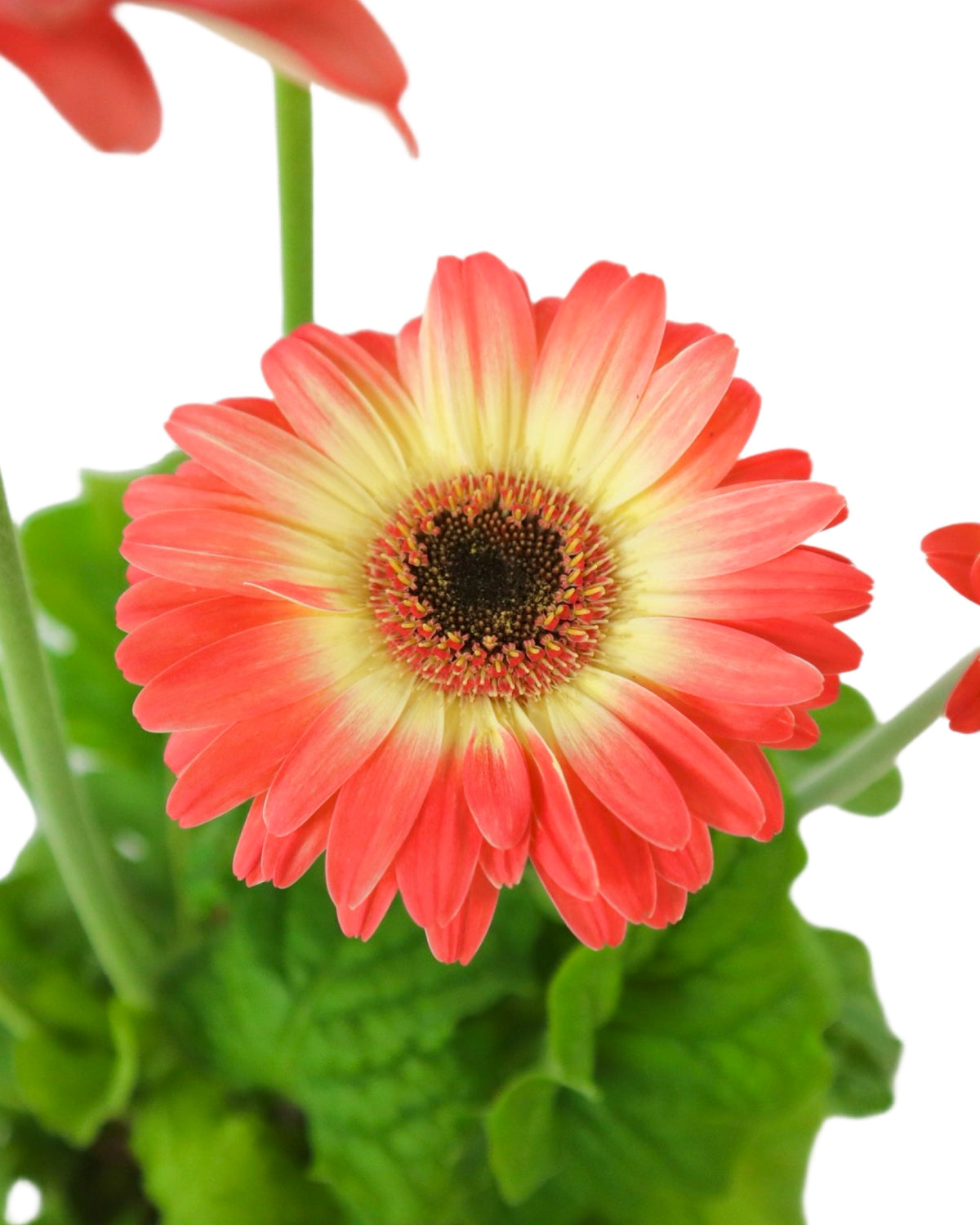 Gerbera Assorted - Annuals