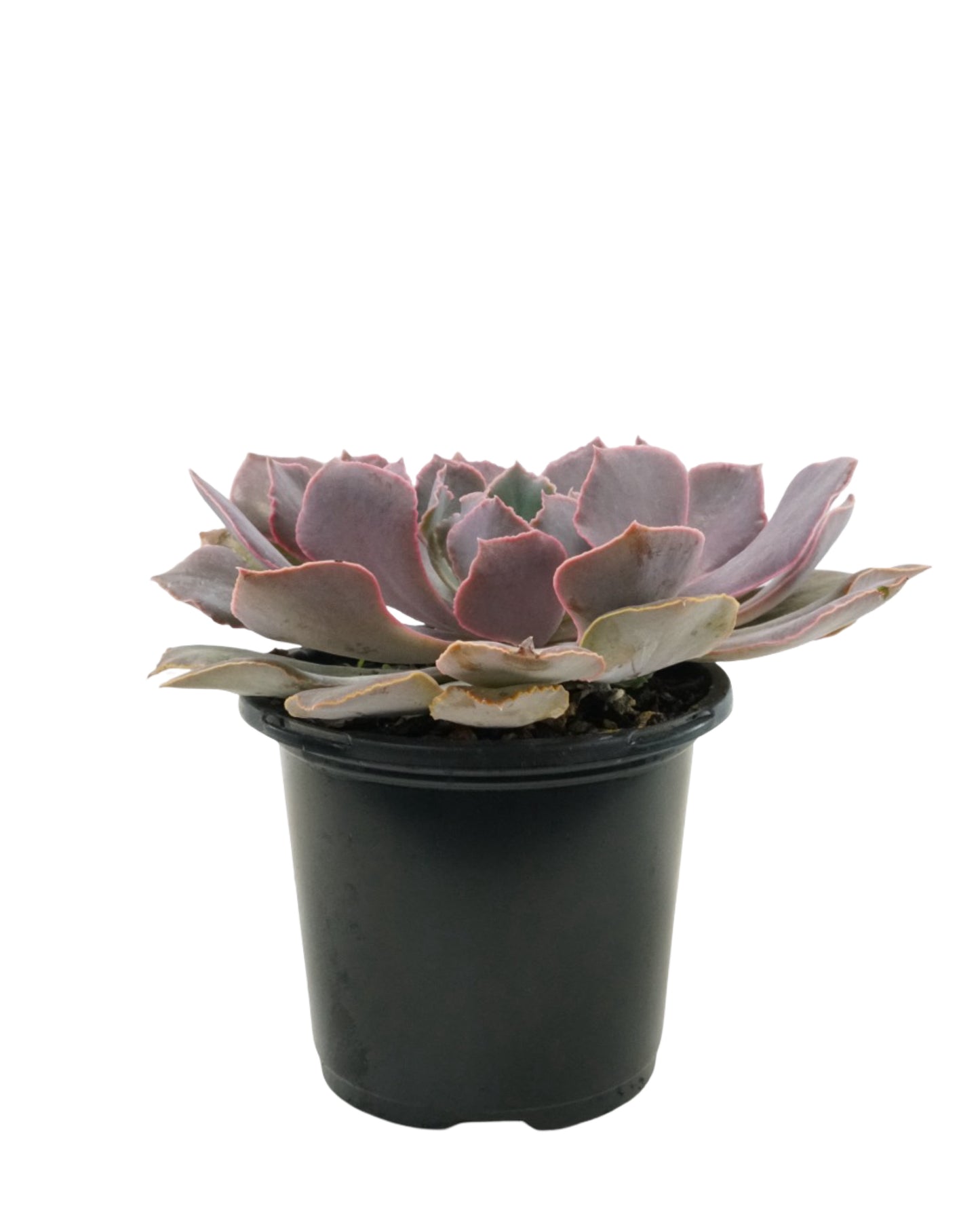 Echeveria shaviana 'Pink Frills'