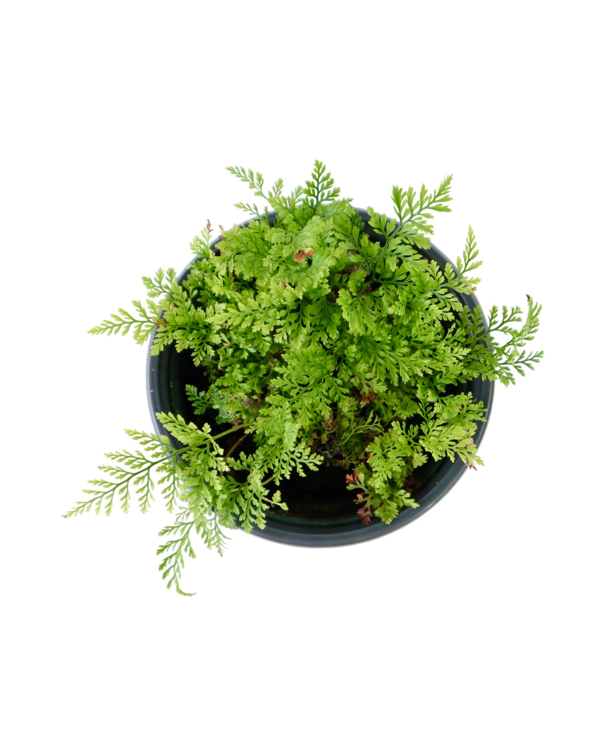 Davallia tyermannii - House Plants