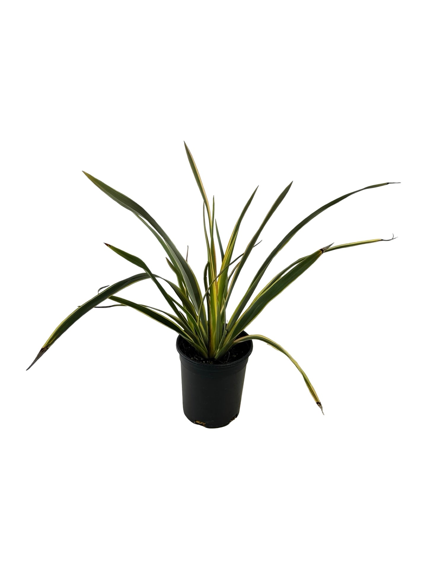 Phormium 'Duet' - Perennials