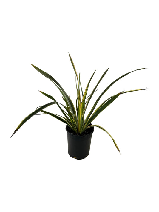 Phormium 'Duet' - Perennials