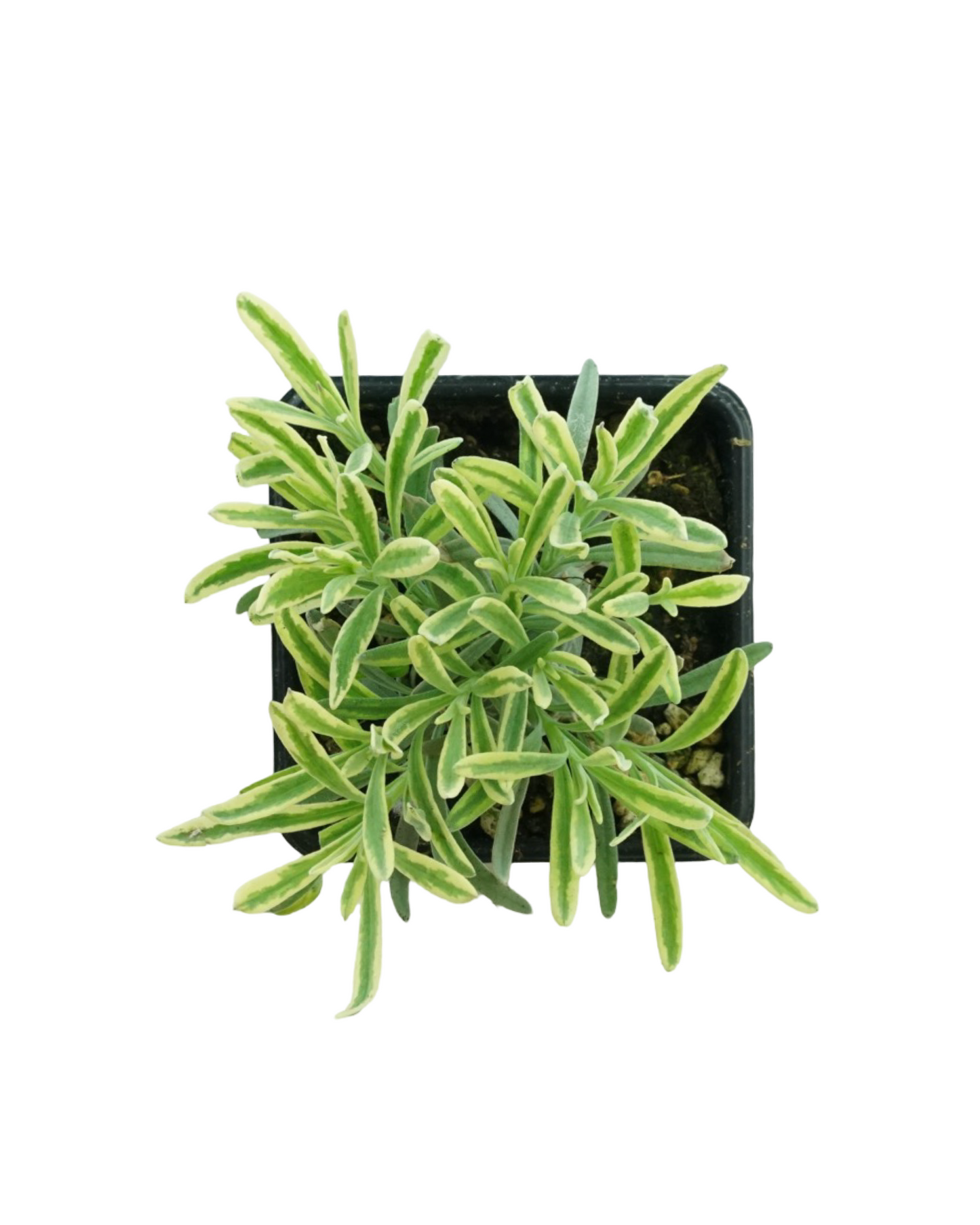 Lavandula angustifolia 'Platinum Blonde'