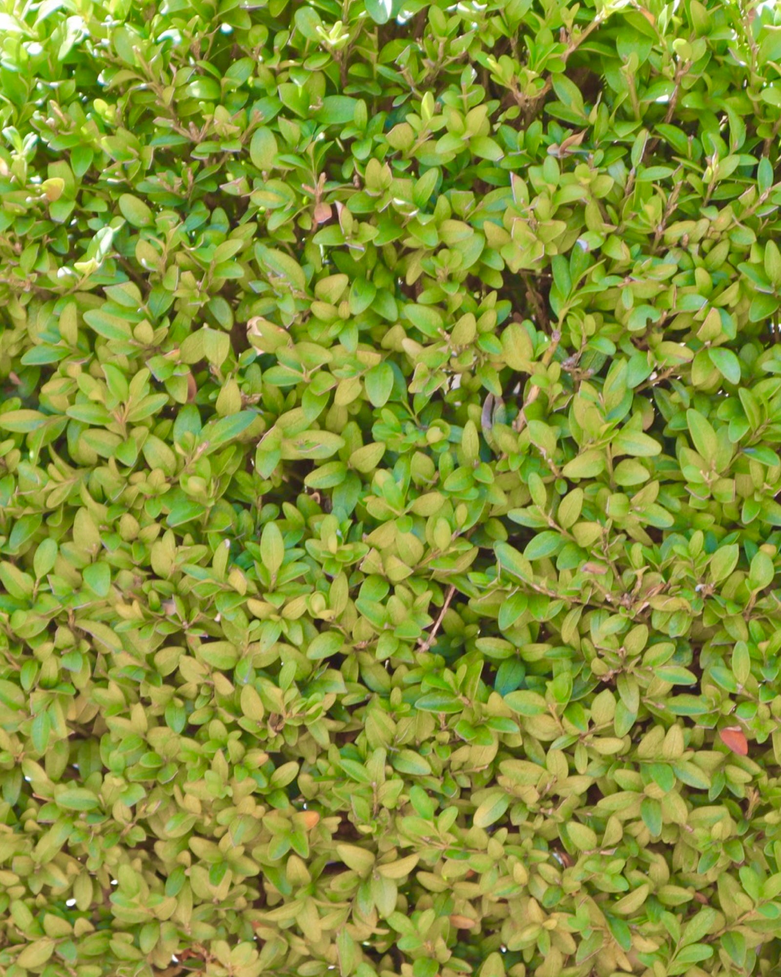 Buxus sempervirens Disk Topiary 27 Inch - Shrubs