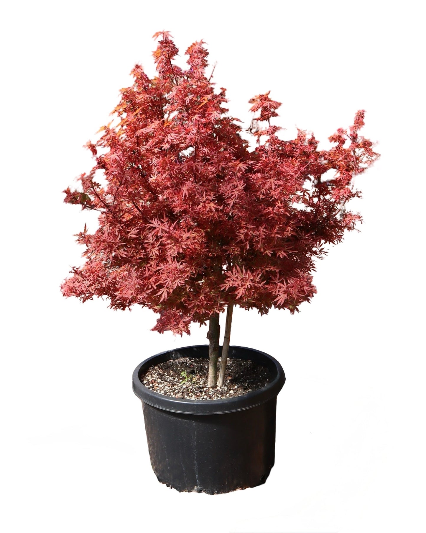 Acer p. 'Shaina' 10 Gallon - Trees