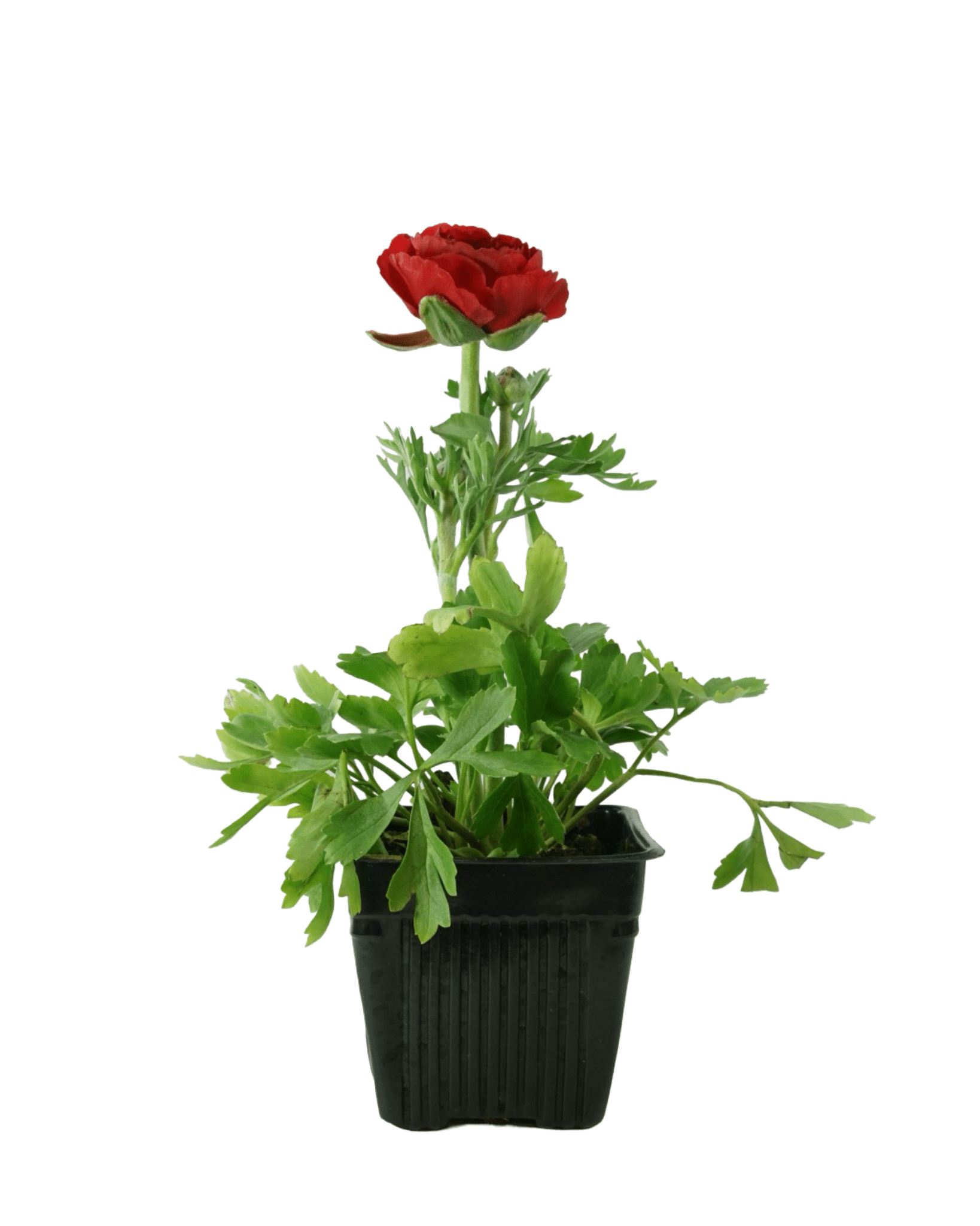 Ranunculus 'Sprinkles' Mix - Seasonal Plant