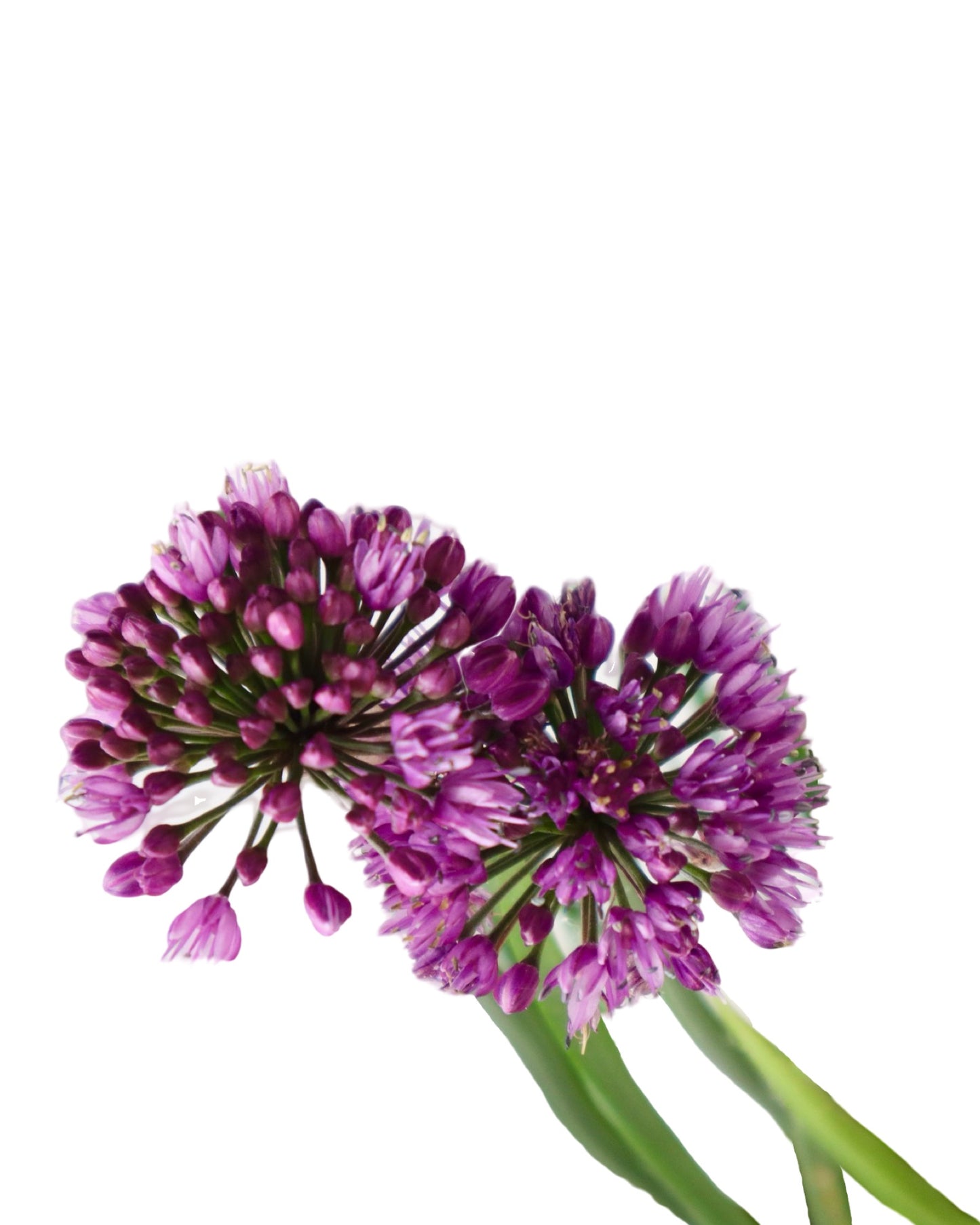 Allium 'Windy City' - Perennials