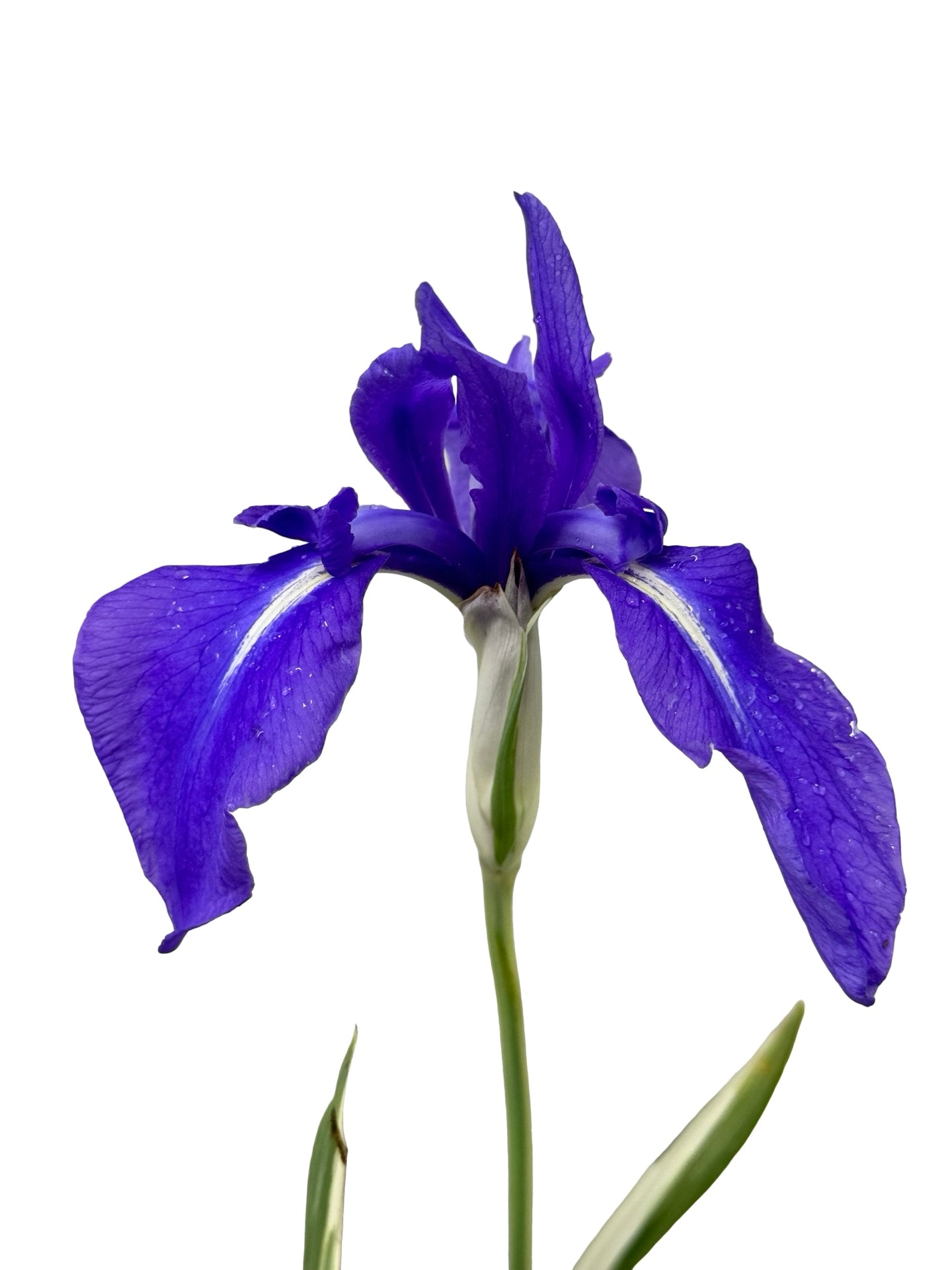 Iris laevigata 'Variegata' - Perennials