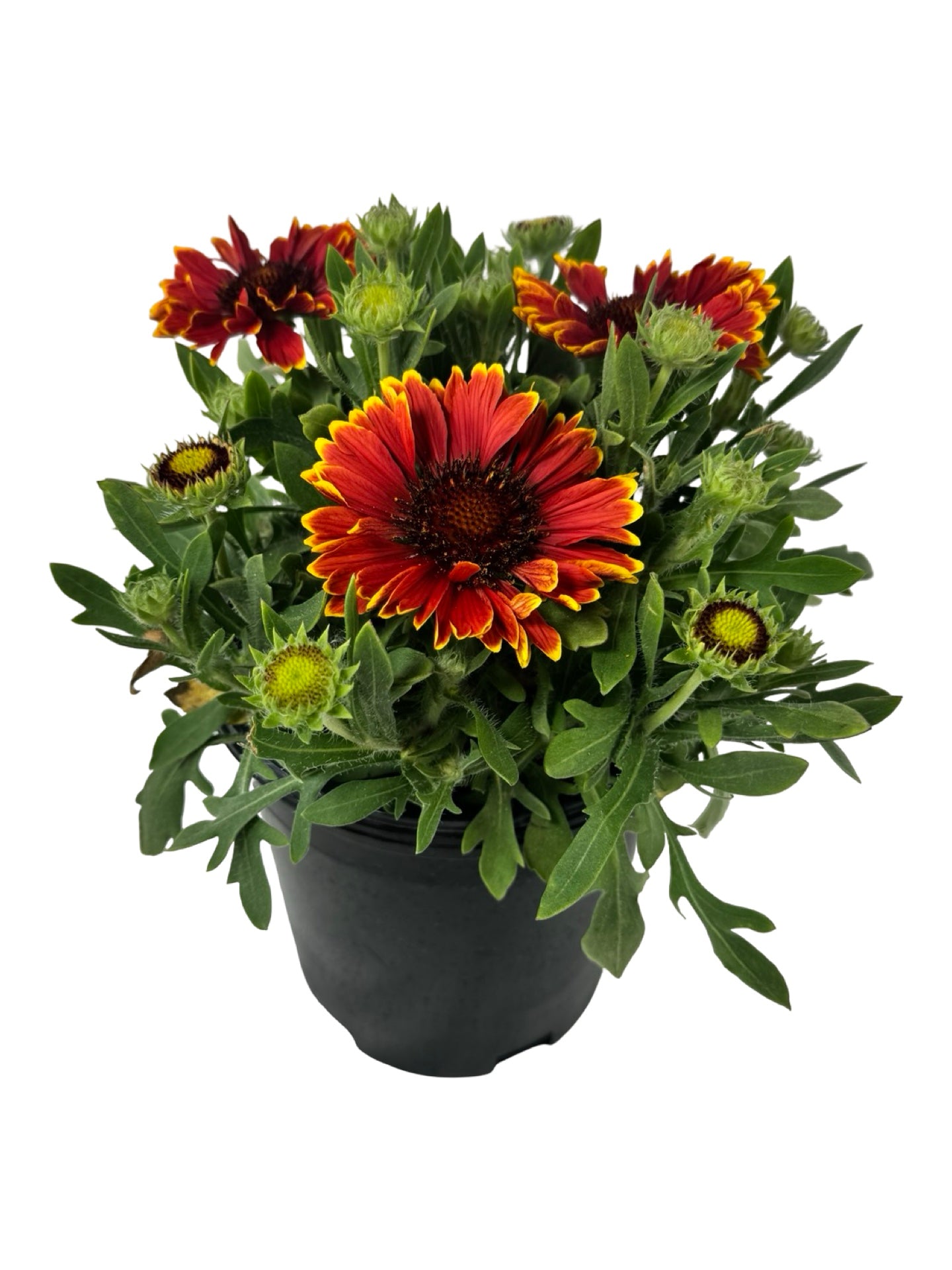Gaillardia SpinTop® Mariachi 'Red Sky' - Perennials