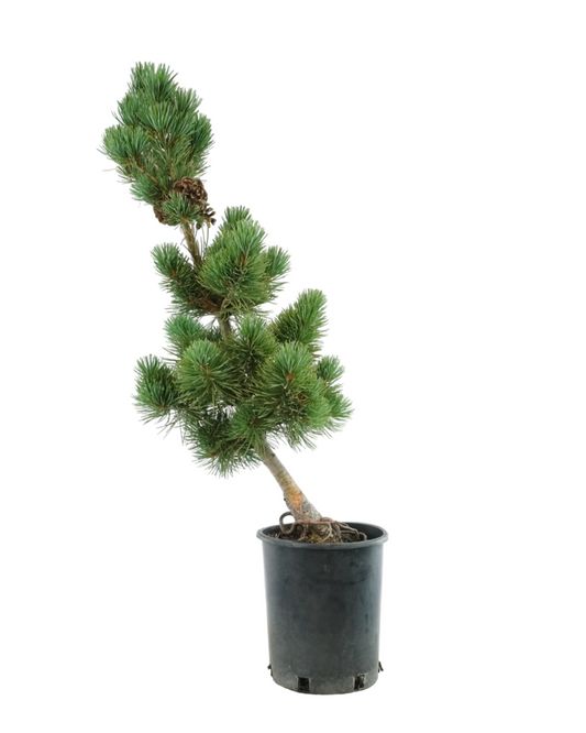 Pinus parviflora 'Aoi'