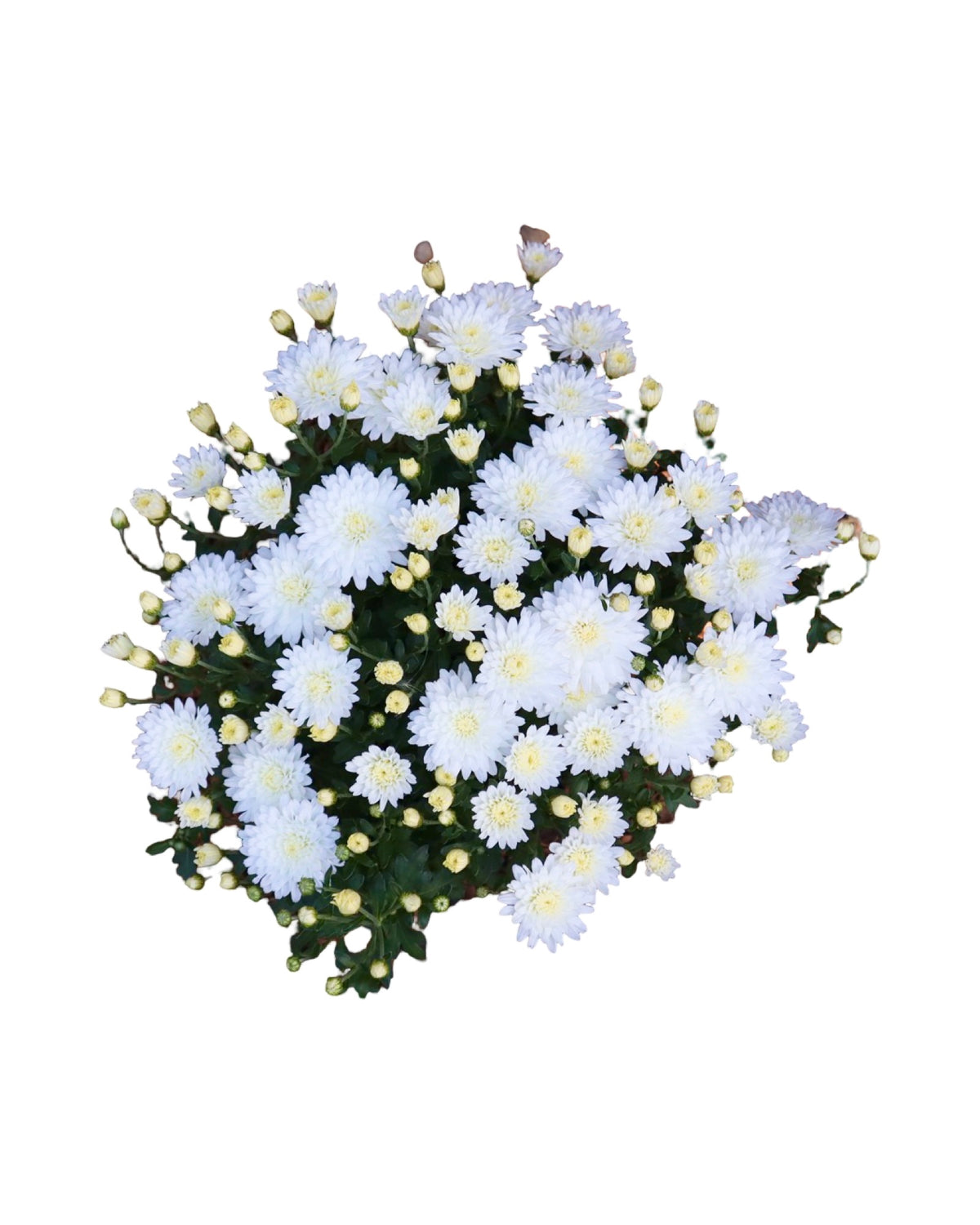 Garden Mum - Seasonal Plant
