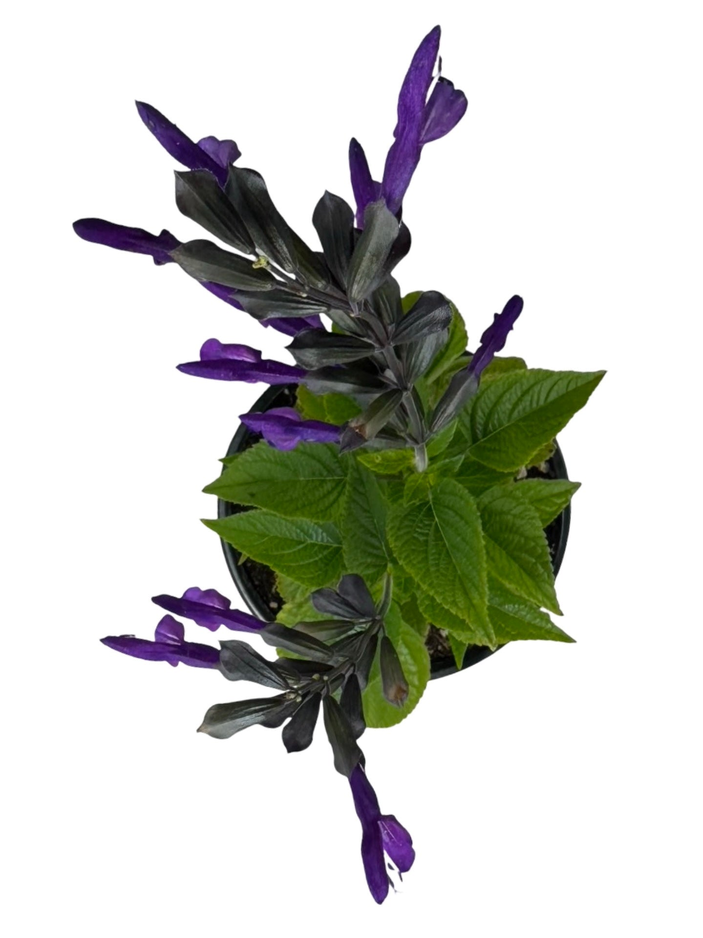Salvia 'Purple and Bloom' - Annuals
