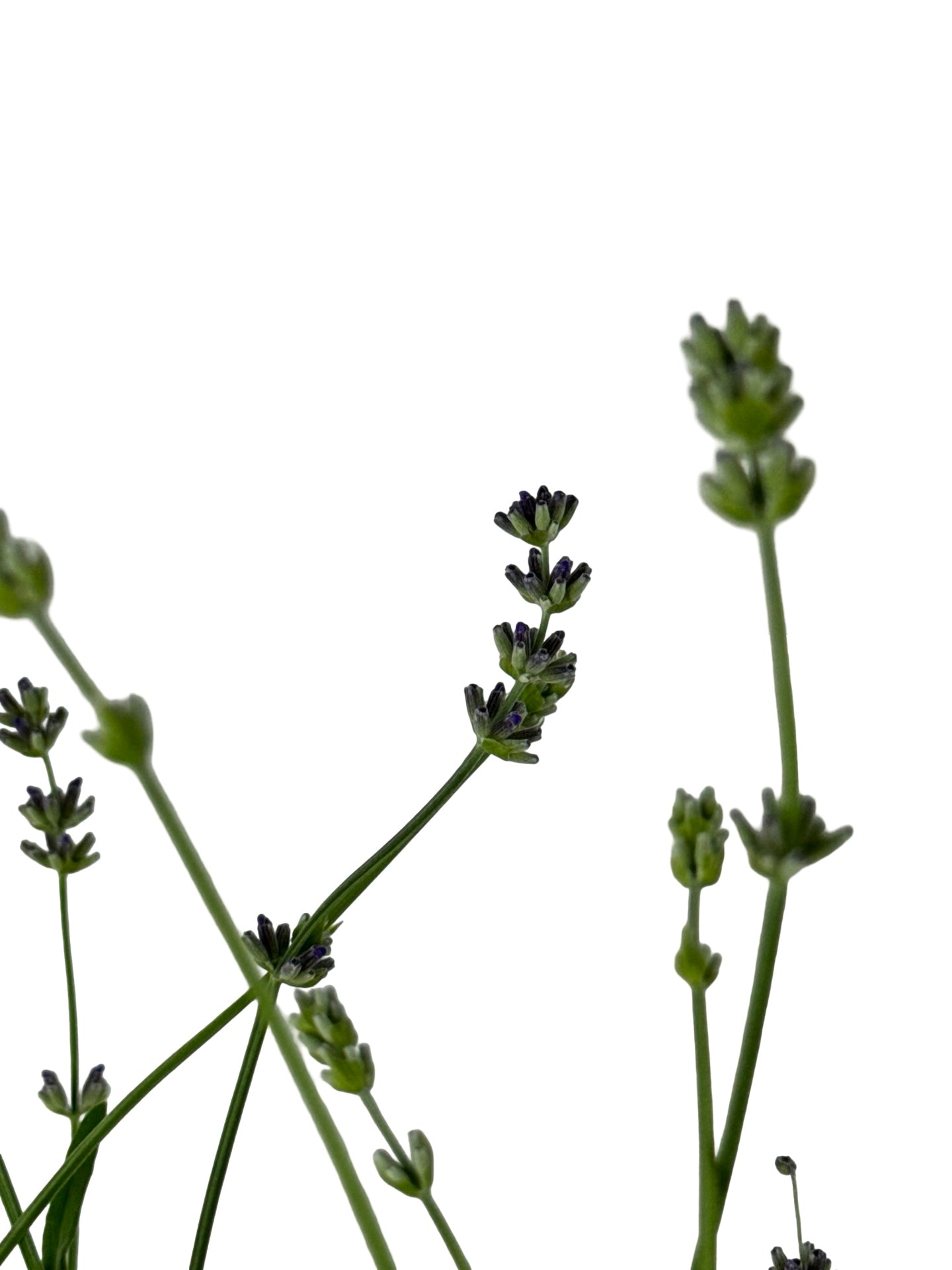 Lavandula angustifolia 'Buena Vista' - Herbs and Vegetables