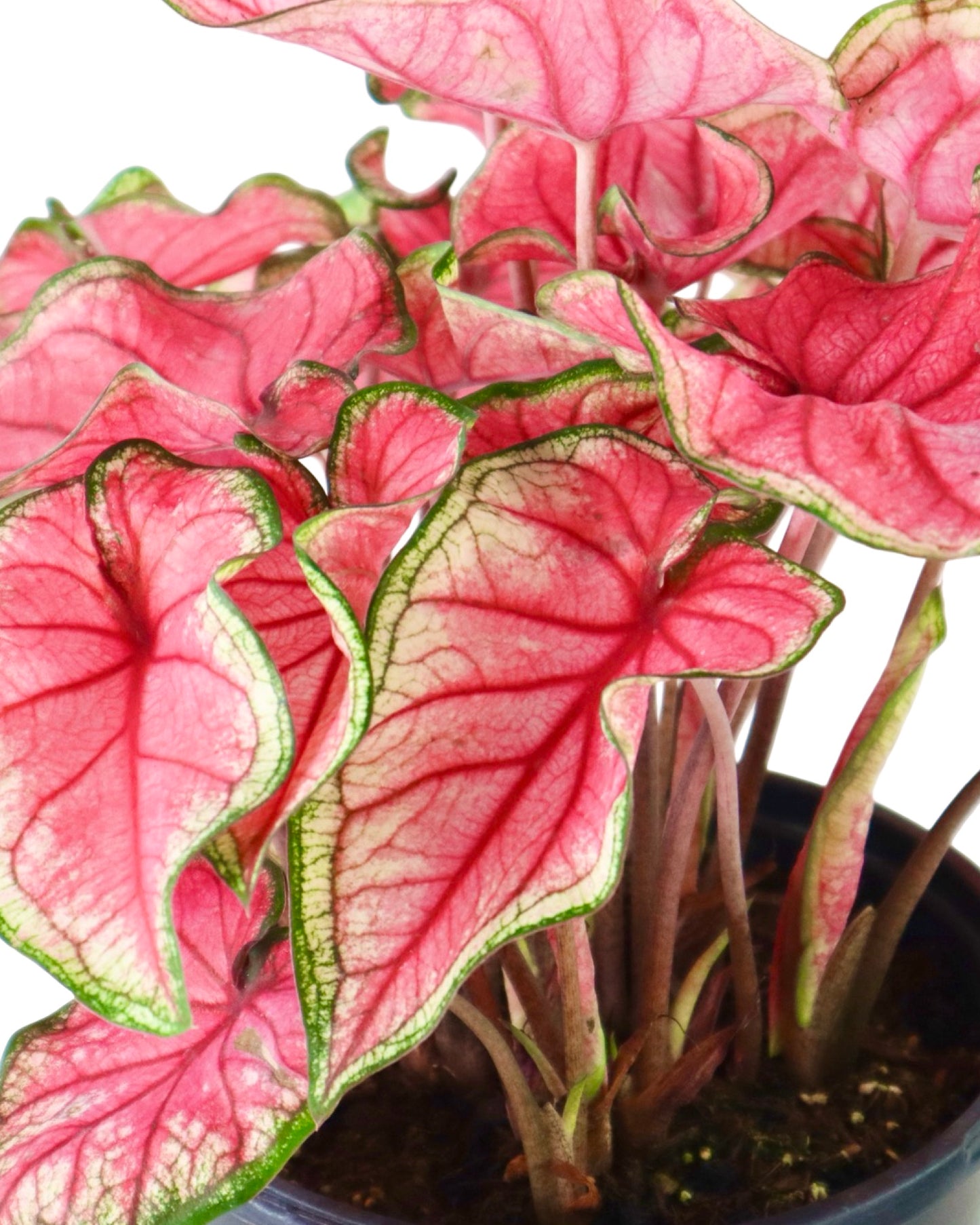 Caladium 'Puppy Love' - House Plants