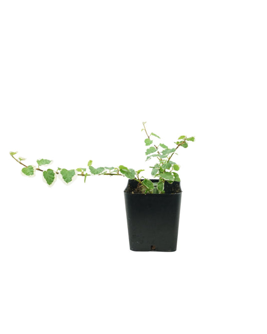 Ficus pumila 'Variegata'
