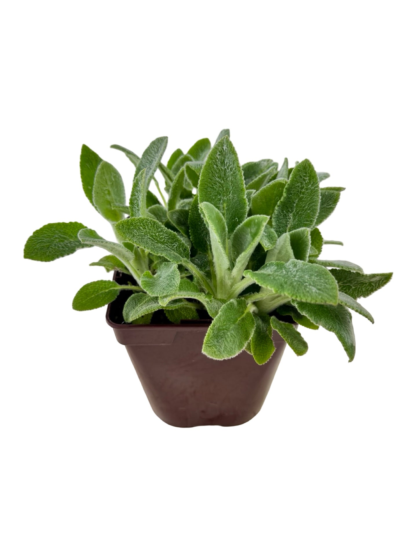 Stachys byzantina 'Silver Carpet' - Perennials