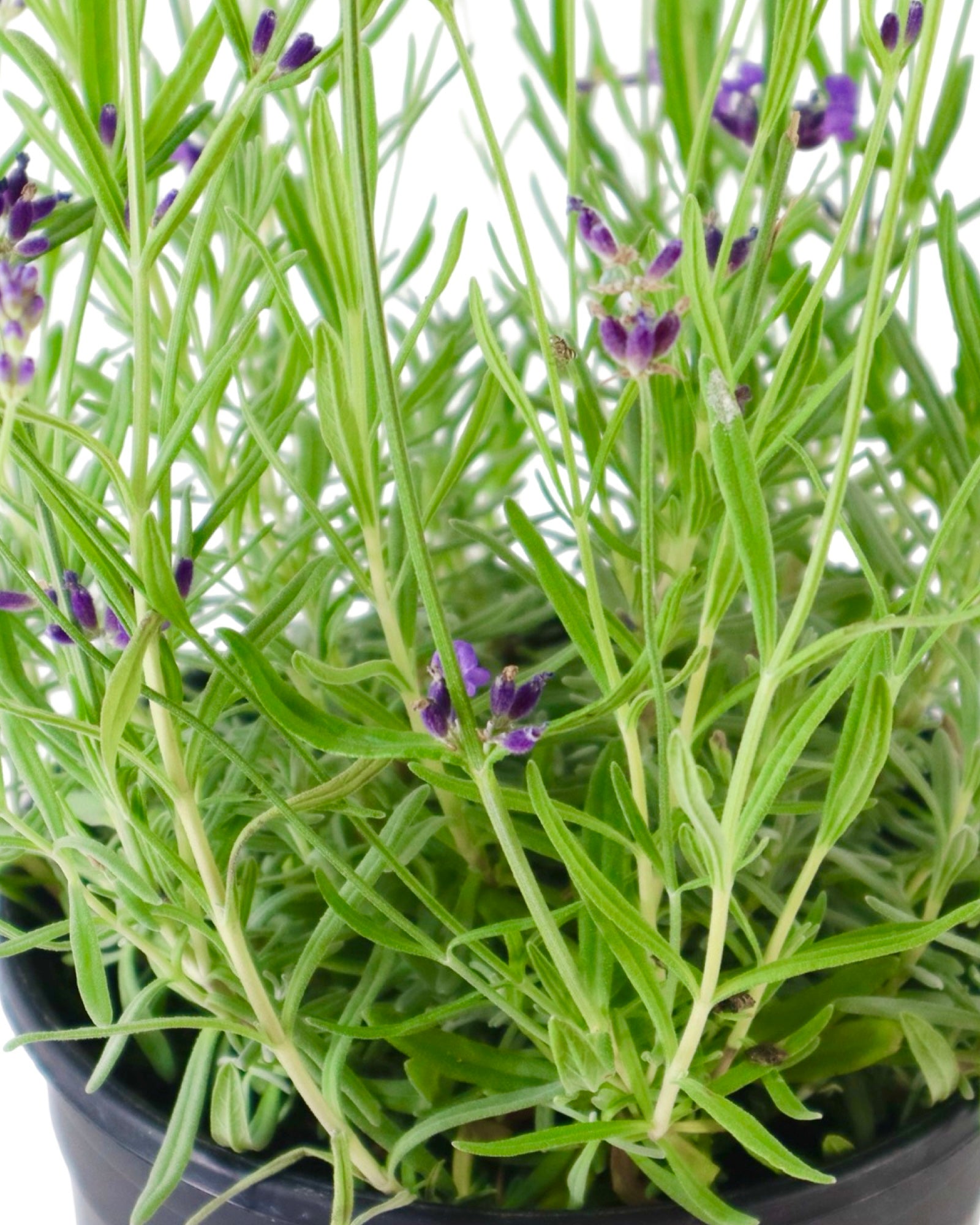 Lavandula 'Big Time Blue' - Herbs and Vegetables