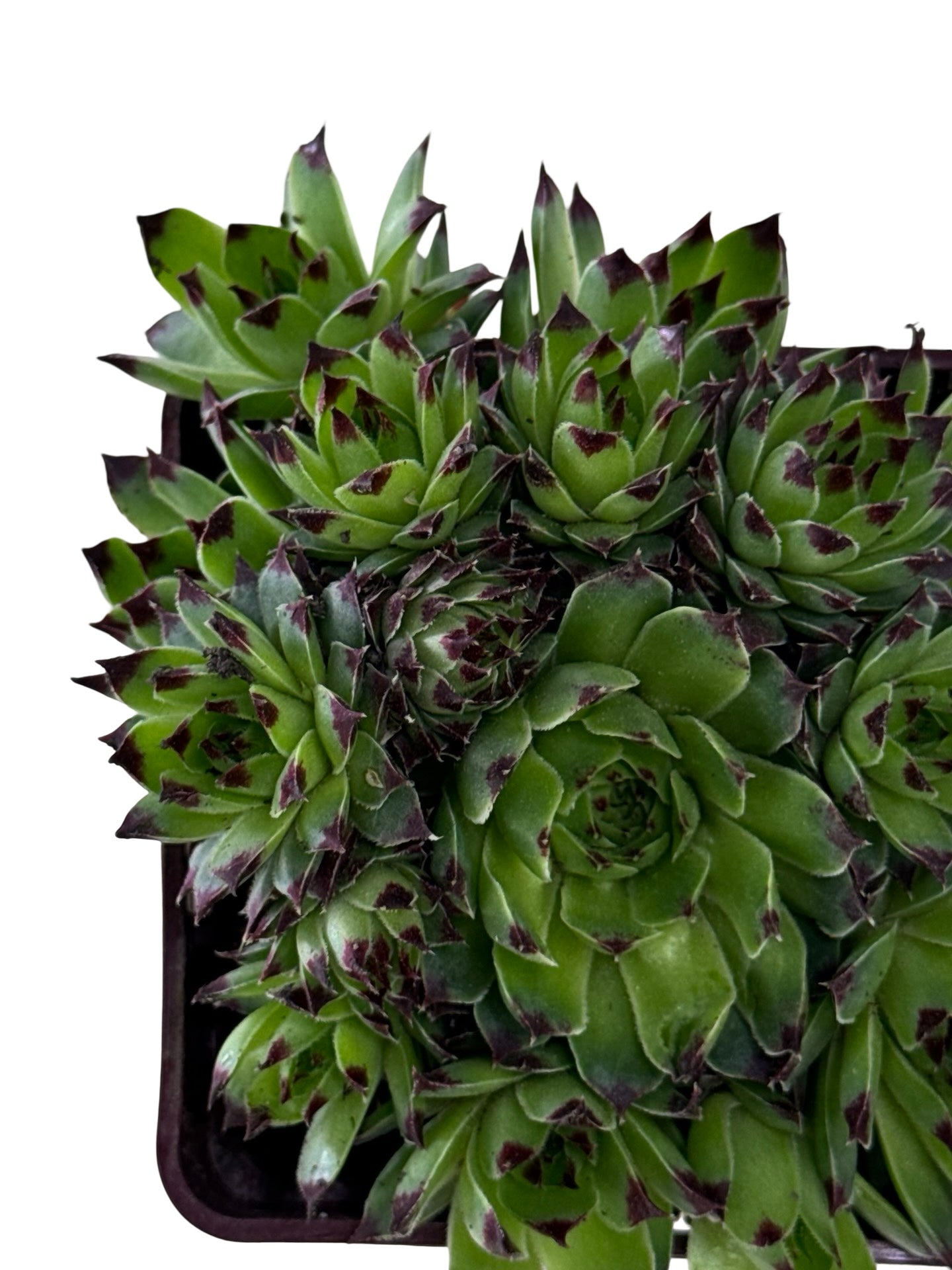 Sempervivum 'Mrs. Giuseppe' - Groundcovers