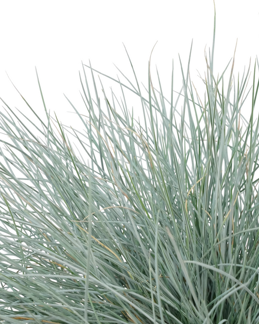 Festuca glauca 'Beyond Blue'