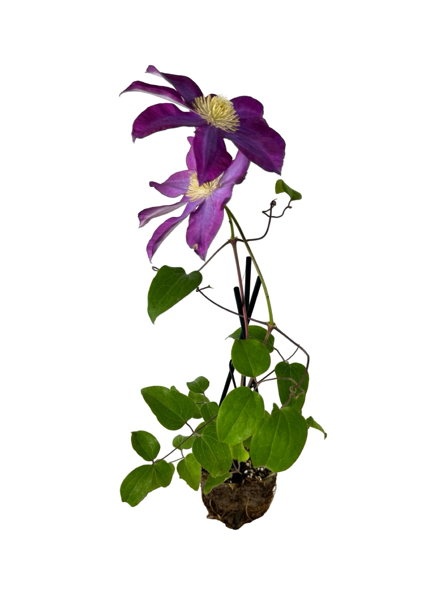 Clematis 'Pink Champagne' - Shrubs