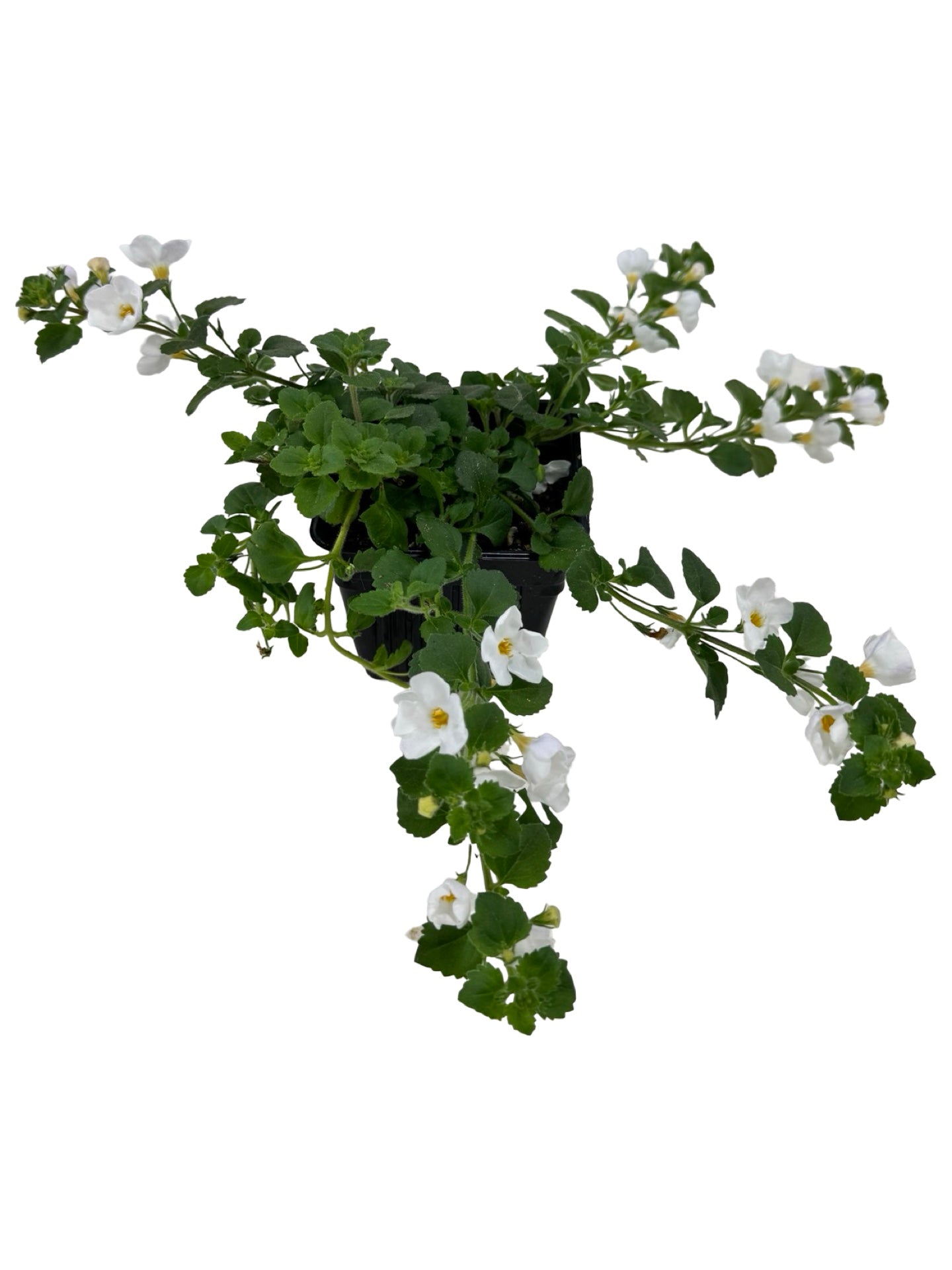 Bacopa Big Falls™ White - Annuals