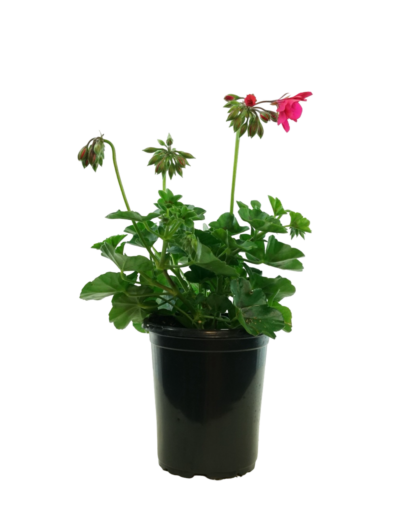 Geranium Ivy Focus™  'Rose'