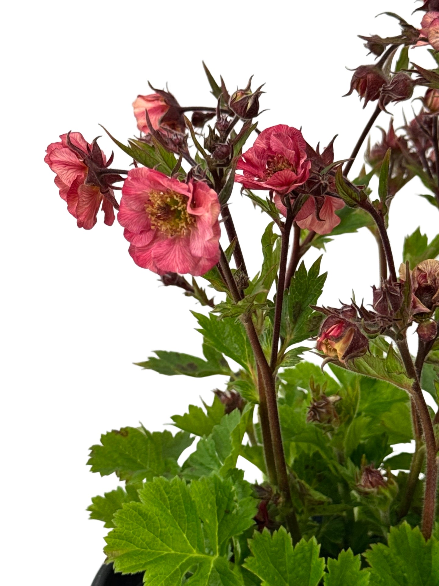 Geum 'Tempo Rose' - Perennials