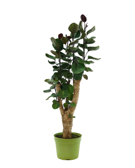 Polyscias scutellaria