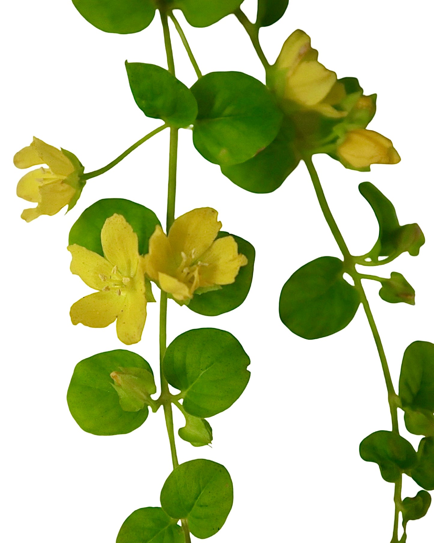 Lysimachia 'Green' - Perennials
