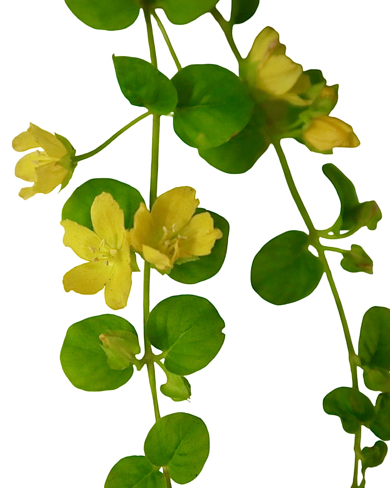 Lysimachia 'Green' - Perennials