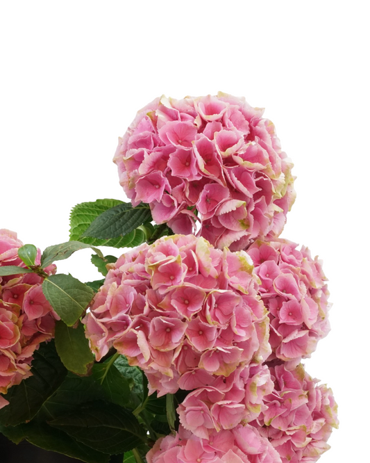 Hydrangea macrophylla assorted - Shrubs