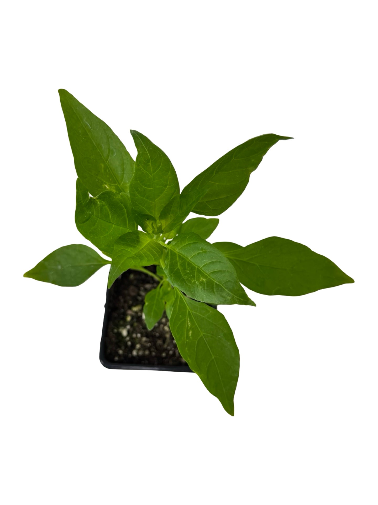 Pepper 'Shishito' - Herbs and Vegetables